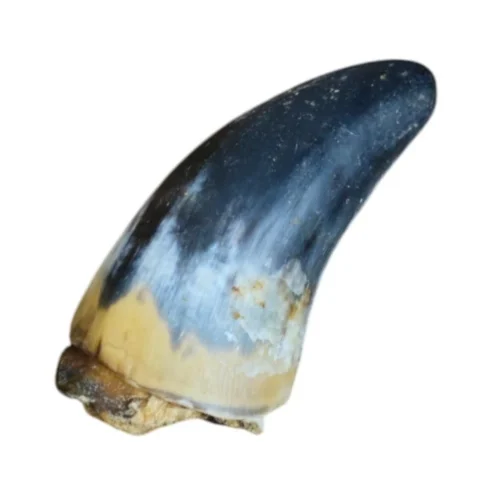 Corne de bœuf naturelle pour chien à mâcher