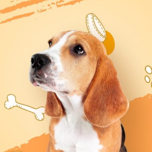 Carte abonnement VIP Poil&caille