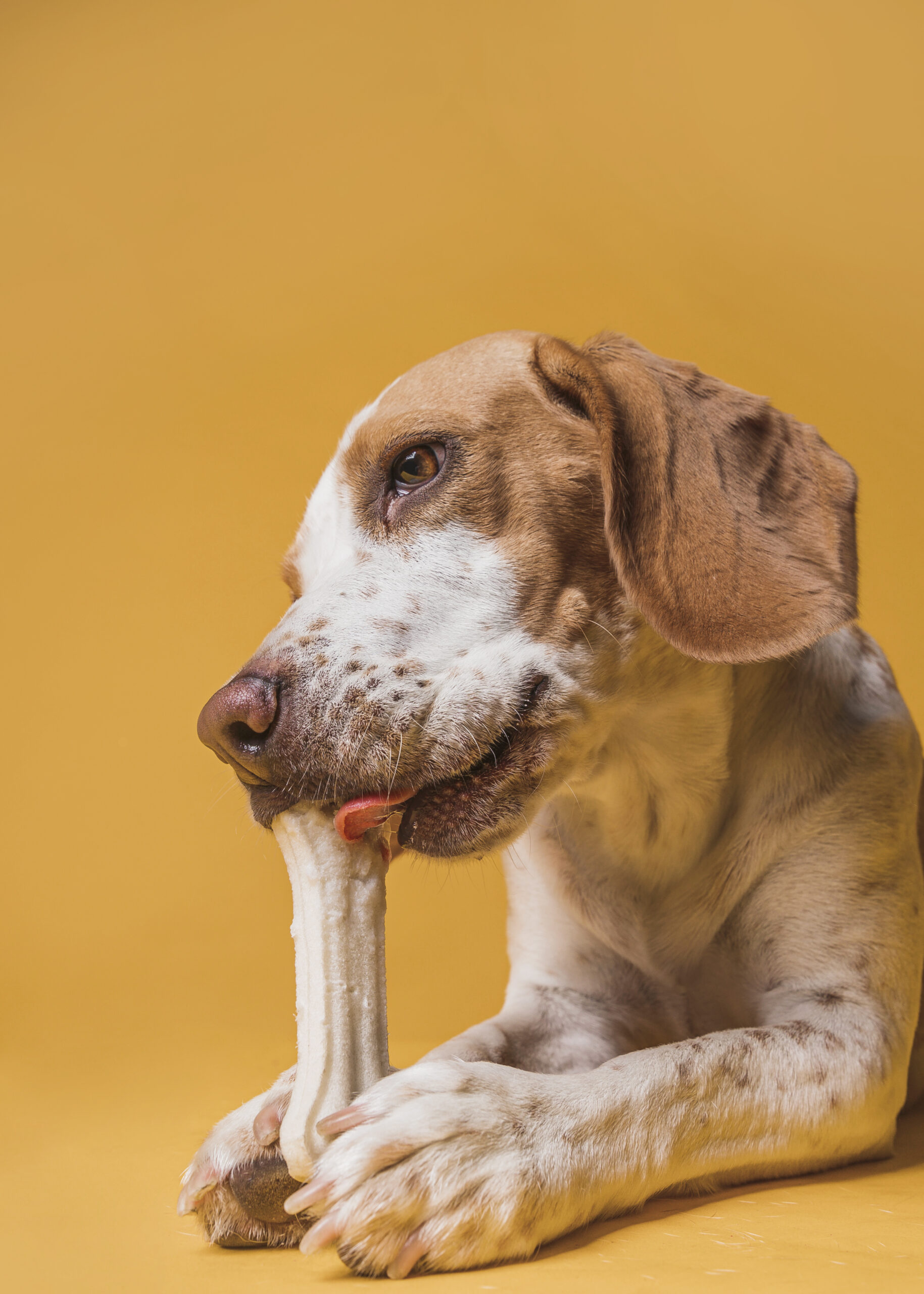 Alimentation et accessoires pour animaux