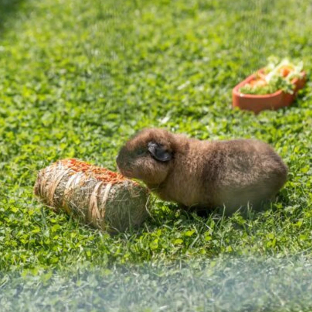 Balle de foin Trixie pour lapin et rongeur – Citrouille et carotte