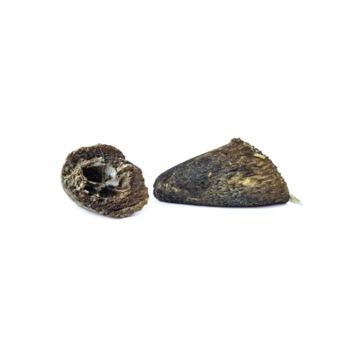 Noyau de corne de boeuf pour chien – Friandise naturelle à mâcher