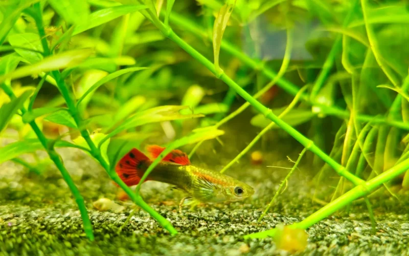 Pourquoi les plantes naturelles sont essentielles dans un aquarium ?