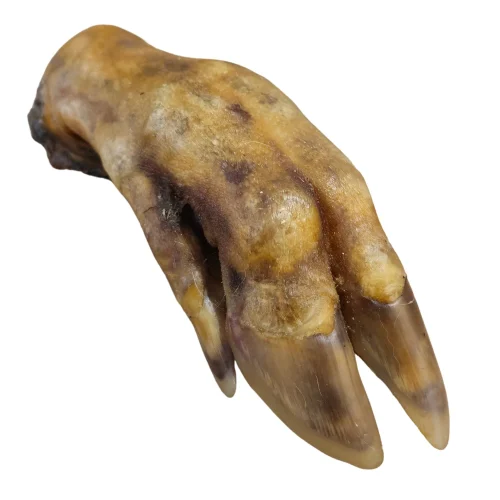 Pattes de sanglier pour chien – Friandise naturelle à mâcher